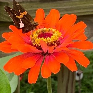 Meet your Posher, Angie